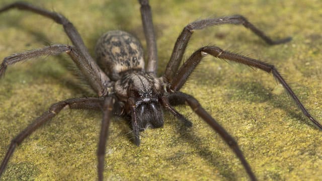 Große Winkelspinne: Der heimische Alptraum der Spinnenphobiker. Große Winkelspinne: Der heimische Alptraum der Spinnenphobiker.