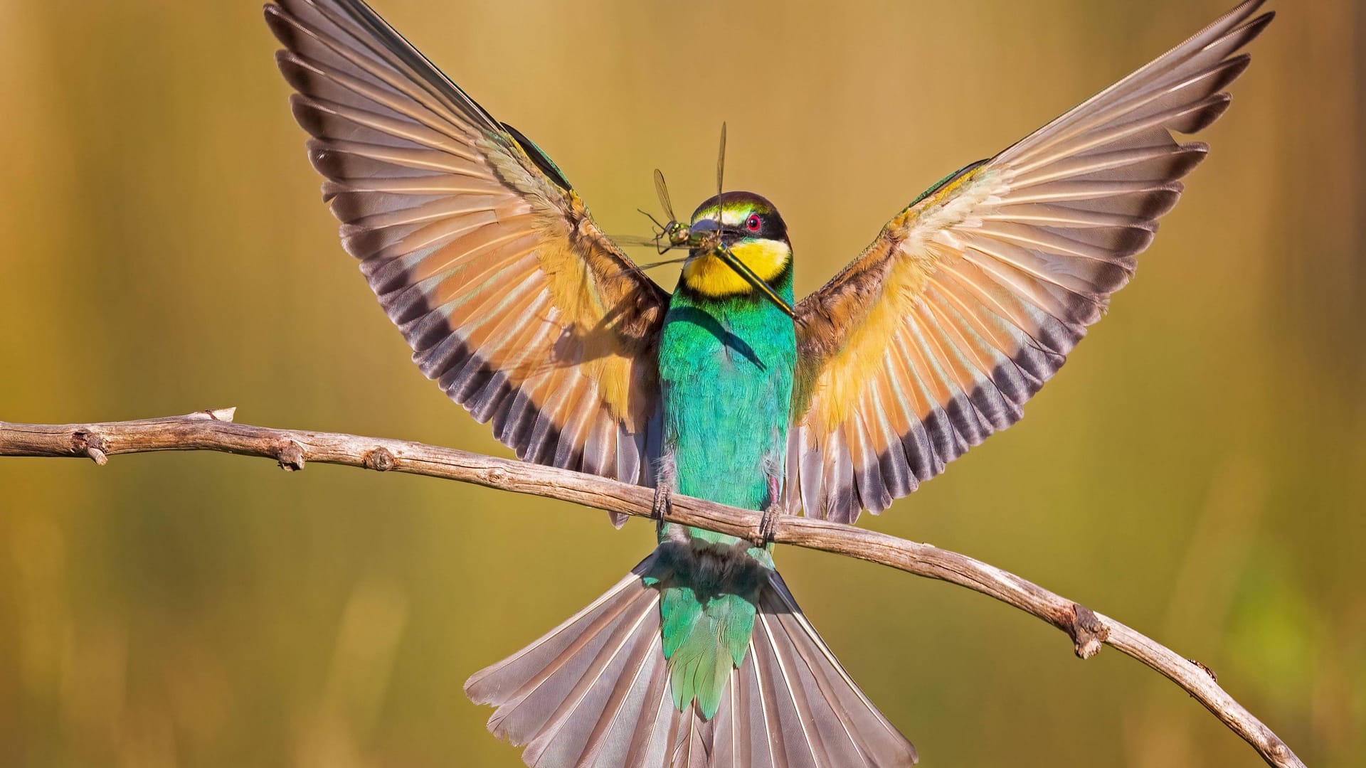 Bienenfresser: Kennen Sie die heimischen Vogelarten? Bienenfresser: Kennen Sie die heimischen Vogelarten?